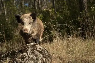 El insólito plan de tres estudiantes para combatir la plaga de jabalíes: una mortadela que no existe en el mercado