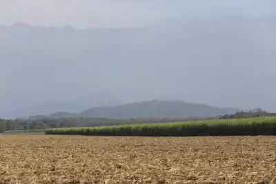 Zafra tucumana: ¿qué revelan los números a 100 días de actividad?