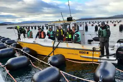El plan fueguino para triplicar la producción de mejillones que podría revolucionar la acuicultura nacional