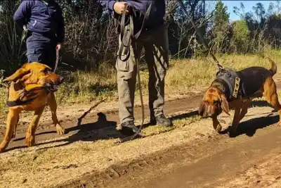 Desapareció en un campo de Concordia y lo encontraron gracias a sus propios perros
