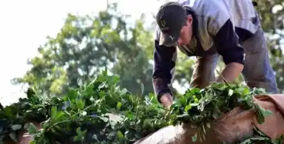 La fuga de peones rurales de Misiones se extiende: ahora eligen Paraguay
