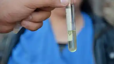 Alerta en Tucumán: Confirman un caso de chikungunya y analizan otros dos sospechosos