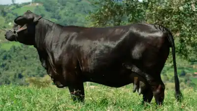 El misterio detrás de la vaca preñada que apareció faenada en un campo de Añatuya