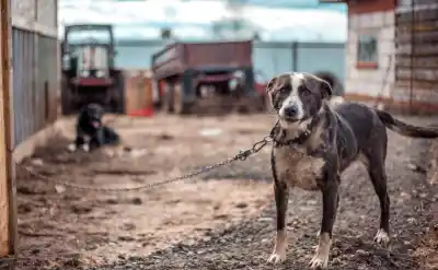 ¿Podrán volver a tener mascotas? Así funcionará el nuevo registro de maltratadores de animales en San Salvador de Jujuy