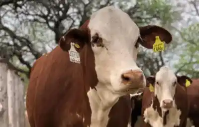 Robaron y faenaron una vaca preñada en un campo de Añatuya: el impacto económico que dejó
