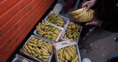 Estalló el Bananazo en Salta: ¿qué hay detrás del precio de la fruta que puede costar miles de empleos?