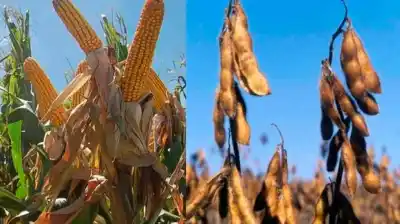 El campo se prepara para un cambio de planes: la soja le ganaría terreno al maíz en la próxima campaña