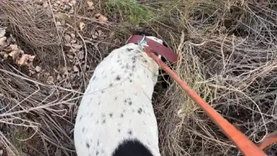 El increíble olfato de Noll: el perro que resolvió un robo en San Rafael siguiendo una huella por 2 km
