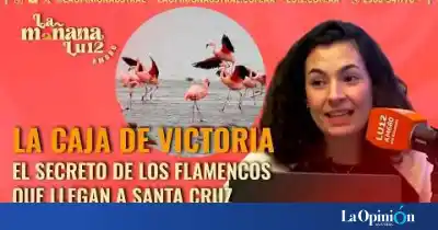 El asombroso ritual que revela el secreto de los flamencos en Santa Cruz