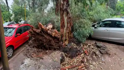 Un gigante del Parque Aguirre cayó con el temporal y el desenlace sorprendió a todos