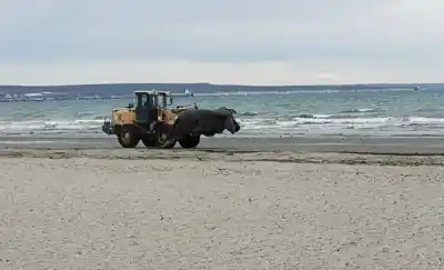 Hallaron tres ballenas varadas en Puerto Madryn: qué se sabe hasta ahora