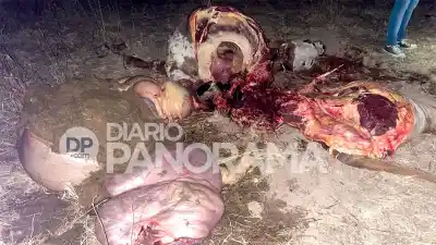 Cuatreros faenaron 4 vacas en una finca y las cámaras captaron todo