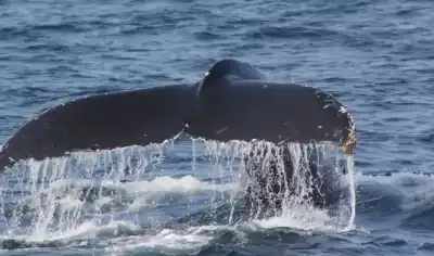 Golfo San Matías: la temporada de fauna marina que promete revolucionar el turismo rionegrino