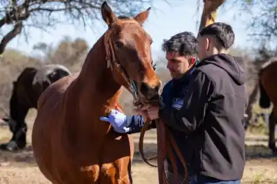 Controles sanitarios sorpresa: 161 caballos pasaron la prueba en Merlo