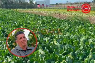 El secreto de los productores que resisten en Paraná: cómo sobreviven con poca tierra y mucha pasión