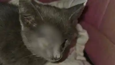 Necesita ayuda urgente: un gato de Jujuy busca recuperar la visión