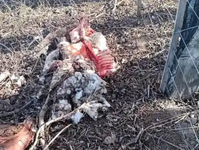 De 6.000 a 150 ovejas: el drama de un productor de Paso de Indios que no encuentra freno a los pumas
