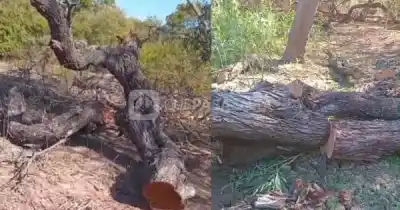 Denuncian tala ilegal de algarrobos en Salta: el monte nativo agoniza sin control