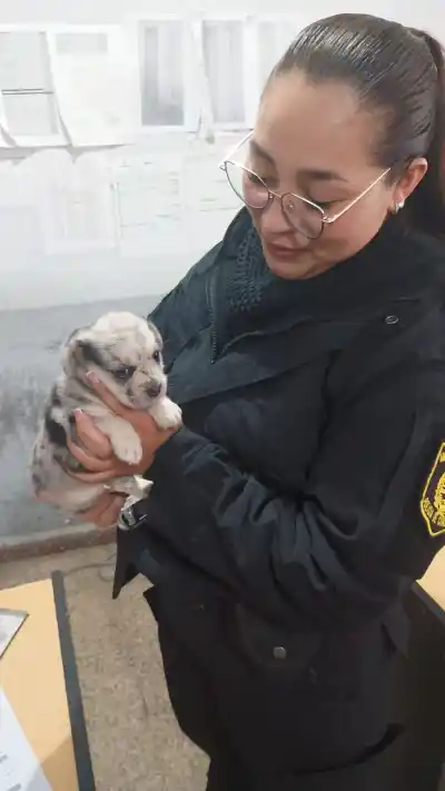 Robó un cachorro en Corrientes y la policía lo atrapó con el perro en brazos