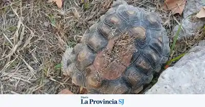 Hallazgo desgarrador en pleno centro de San Juan: una tortuga apareció muerta y la advertencia es contundente