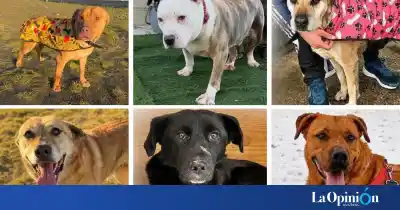 Llevan años esperando: seis perros del Corralón necesitan urgentemente un hogar en Río Gallegos