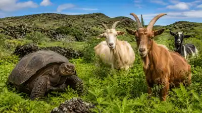 El insólito método de las 'cabras Judas' que salvó a las tortugas de Galápagos