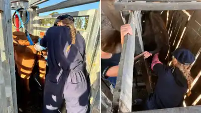 Inseminación artificial: el error que cometen muchos productores y arruina la preñez