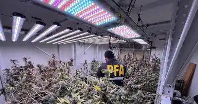 Rosario: El “asesor jurídico” que escondía un laboratorio de marihuana de alta gama en un complejo Fonavi