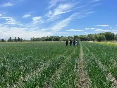 Río Negro activa una figura creada en 1995 para pequeños productores de riego