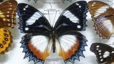 El secreto mejor guardado de Entre Ríos: un museo con miles de mariposas que pocos conocen