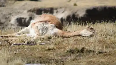 Alerta en la Puna: la población de vicuñas se desplomó de 2.000 a 400 ejemplares en un año