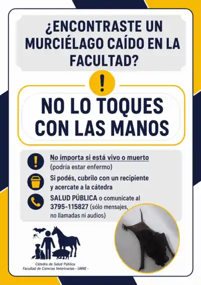 Alerta en la UNNE: detectan rabia en un murciélago dentro del Campus y toman medidas drásticas