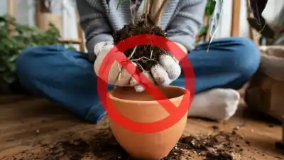 El truco viral que revoluciona la jardinería: lo que tenés en tu cocina y no sabías que podía salvar tus plantas