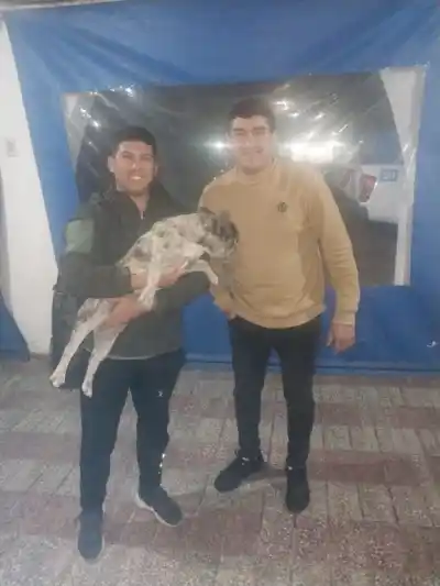 La encontró sola en plena avenida, la dejó en la policía y el dueño apareció de la forma más inesperada