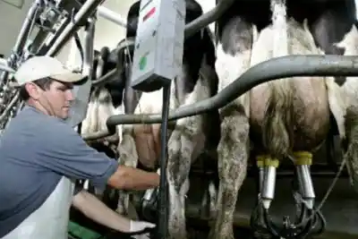 La Pampa perdió 50 tambos en una década: ¿qué está pasando con la producción lechera?