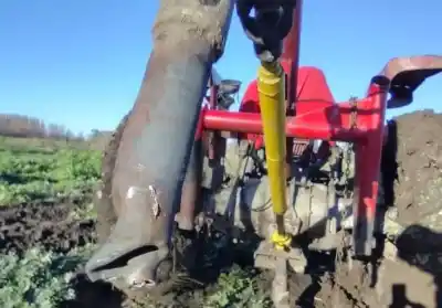 El desafío de la familia Leiza: una nueva hectárea de almendras en el Valle Inferior