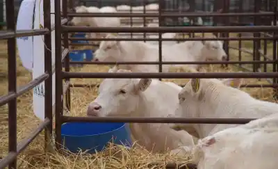 La pista se vistió de blanco: el remate que reavivó la pasión por el Charolais en La Pampa