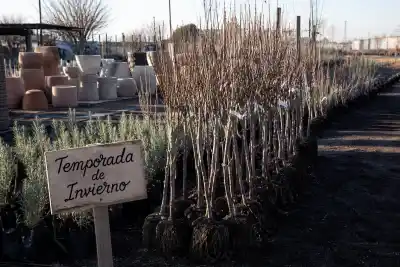 Viveros pampeanos llenos: ¿qué especies conviene plantar en pleno invierno?