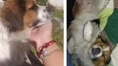 El desesperado pedido de una familia por encontrar a “Rocky” en El Arenal