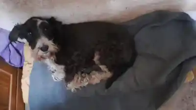 Desesperada búsqueda: perdieron a su perro y necesitan la ayuda de todos