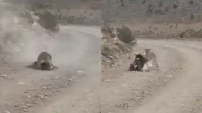 Captan a metros de la ruta el instante en que un puma despliega su instinto salvaje