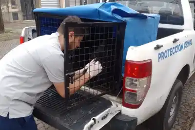 La encontraron en pésimas condiciones en Tablada y ahora tiene un hogar: la historia de Aimé