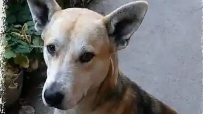 La desesperada búsqueda de "Raico" y la recompensa que ofrecen sus dueños