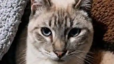 La desesperada búsqueda de una familia por su gato perdido en Almirante Brown: ofrecen recompensa