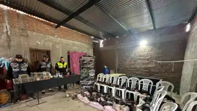 Allanamiento por robo en Tucumán terminó con 25 gallos de riña y dos cardenales secuestrados