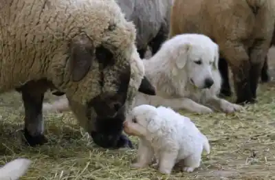 Andresito: la chacra que desafía a los depredadores con perros guardianes