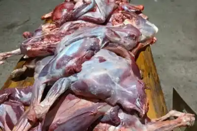 Hallaron bolsas con carne de ciervo en plena ruta y detuvieron a dos hombres