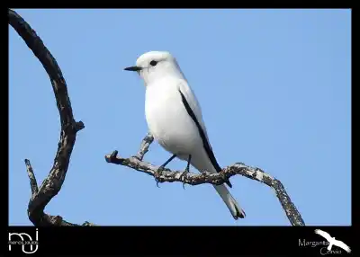 El secreto de la monjita blanca: cómo un ave 'imposible' sobrevive en los campos pampeanos