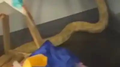 Escapó una pitón en una escuela, tiró una lámpara y desató un incendio: el insólito video