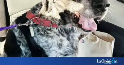 El viaje de Gastón: el perro de 13 años que cruzó la Patagonia para reencontrarse con su dueña
